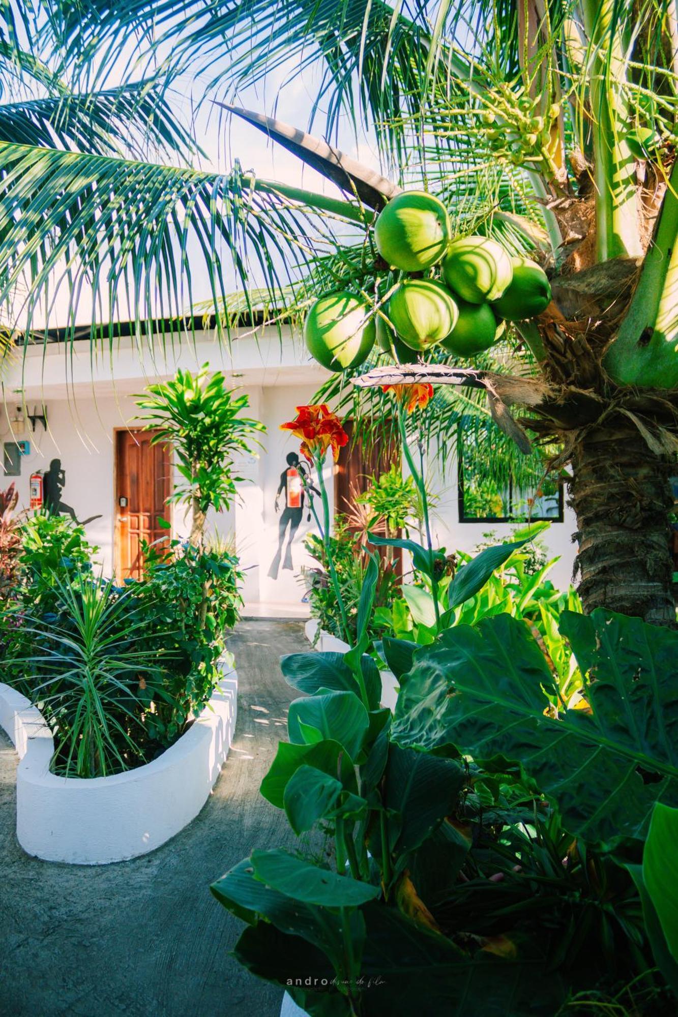 Ananas Guesthouse Moalboal Luaran gambar